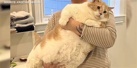 pornstars who got fat|Cat who was 4 times average size steals hearts with weight loss .